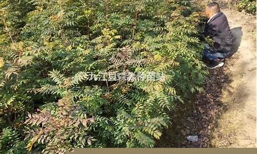 黄连木价格贵么-黄连木价格