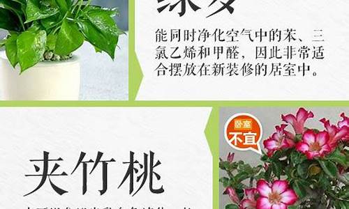 室内什么花草可以净化空气-哪些花草适合放在室内净化空气
