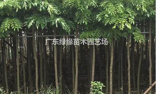 降香黄檀树-降香黄檀树的价值